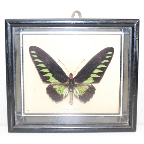 412 - Taxidermy study of Rajah Brooke's birdwing butterfly in glazed frame display, approx 21cm x 18cm