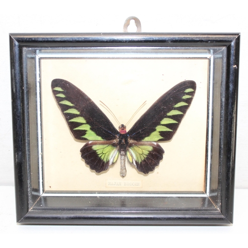 412 - Taxidermy study of Rajah Brooke's birdwing butterfly in glazed frame display, approx 21cm x 18cm