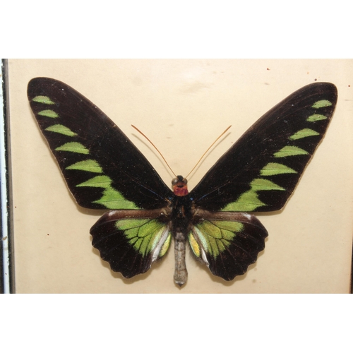 412 - Taxidermy study of Rajah Brooke's birdwing butterfly in glazed frame display, approx 21cm x 18cm