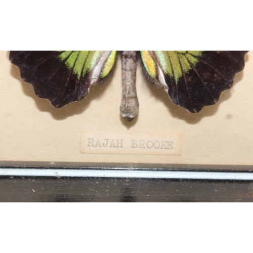 412 - Taxidermy study of Rajah Brooke's birdwing butterfly in glazed frame display, approx 21cm x 18cm