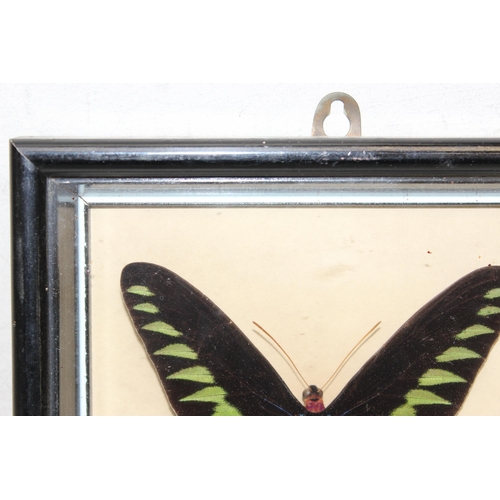 412 - Taxidermy study of Rajah Brooke's birdwing butterfly in glazed frame display, approx 21cm x 18cm