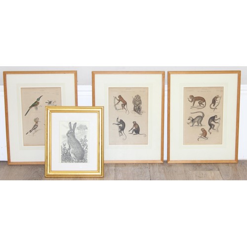 410 - Assorted antique and later plates or prints of birds/monkeys and a print of a hare, largest approx 4... 