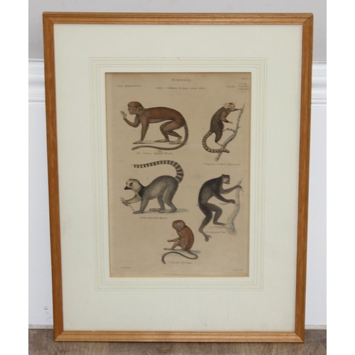 410 - Assorted antique and later plates or prints of birds/monkeys and a print of a hare, largest approx 4... 