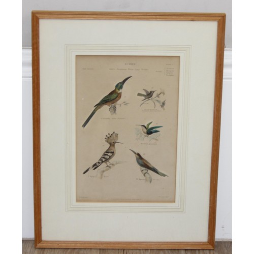 410 - Assorted antique and later plates or prints of birds/monkeys and a print of a hare, largest approx 4... 