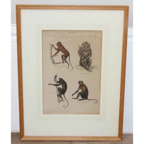 410 - Assorted antique and later plates or prints of birds/monkeys and a print of a hare, largest approx 4... 