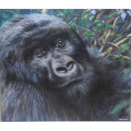 463 - Joel Kirk (British, 1948-) an original pastel of a Gorilla, signed lower right, supplied with artist... 