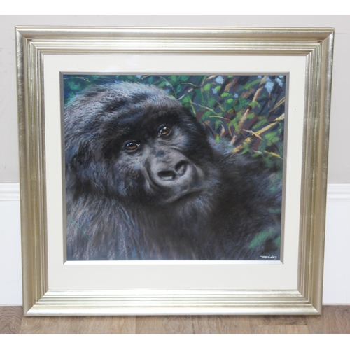 463 - Joel Kirk (British, 1948-) an original pastel of a Gorilla, signed lower right, supplied with artist... 