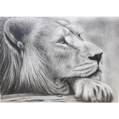 464 - Gareth Lloyd (British, XX-XXI), an original pencil artwork of a lion, signed lower centre, approx 57... 