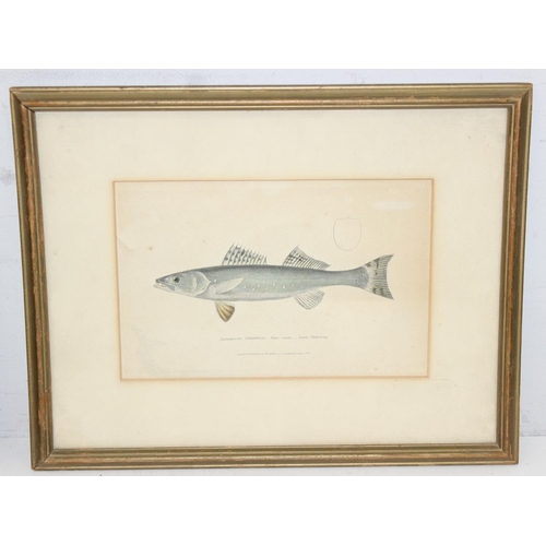 405 - 5 assorted antique and later prints, 2 of Chickens, 2 of fish by Hamilton Smith with hand colouring ... 