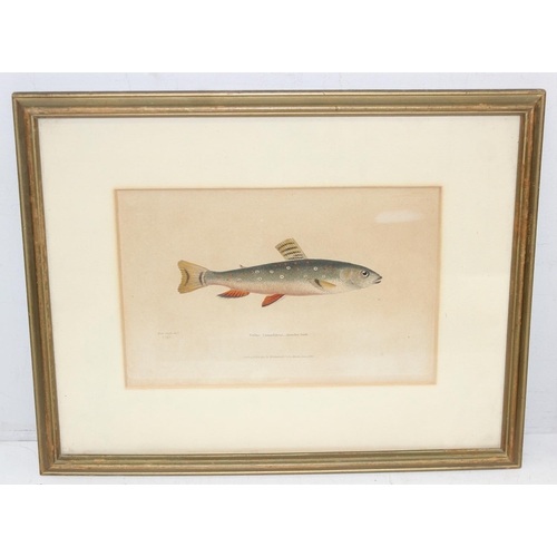 405 - 5 assorted antique and later prints, 2 of Chickens, 2 of fish by Hamilton Smith with hand colouring ... 