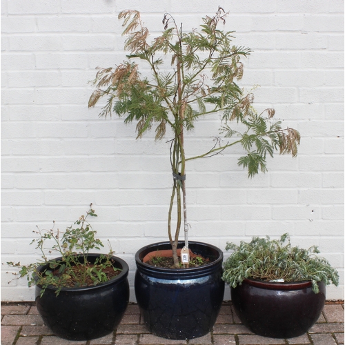 339 - 3 various dark coloured ceramic plant pots to include a small Acacia tree standing approx 130cm tall... 