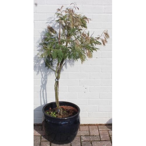 339 - 3 various dark coloured ceramic plant pots to include a small Acacia tree standing approx 130cm tall... 