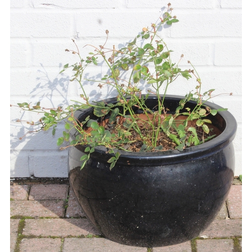 339 - 3 various dark coloured ceramic plant pots to include a small Acacia tree standing approx 130cm tall... 