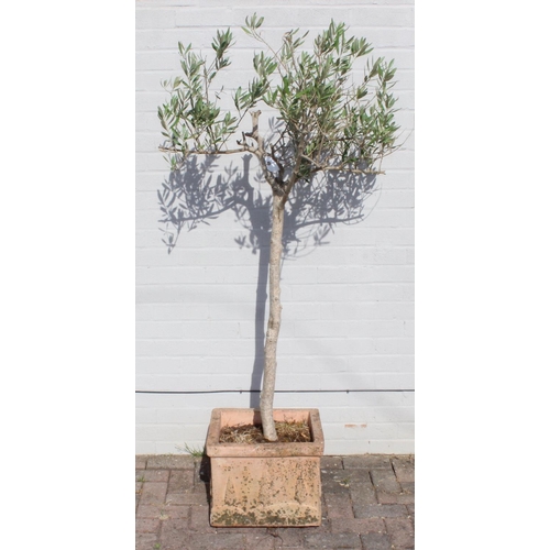 303 - A vintage terracotta garden planter with olive tree, the pot 41cm x square x 32cm tall, the tree 180... 