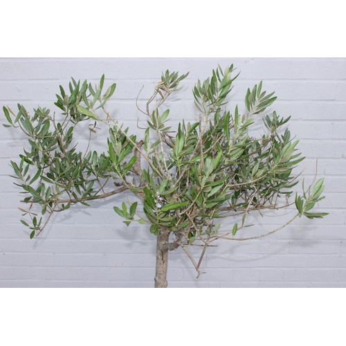 303 - A vintage terracotta garden planter with olive tree, the pot 41cm x square x 32cm tall, the tree 180... 