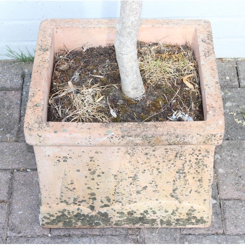 303 - A vintage terracotta garden planter with olive tree, the pot 41cm x square x 32cm tall, the tree 180... 