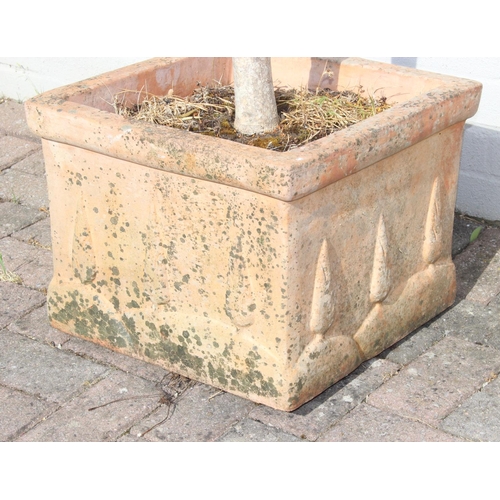 303 - A vintage terracotta garden planter with olive tree, the pot 41cm x square x 32cm tall, the tree 180... 