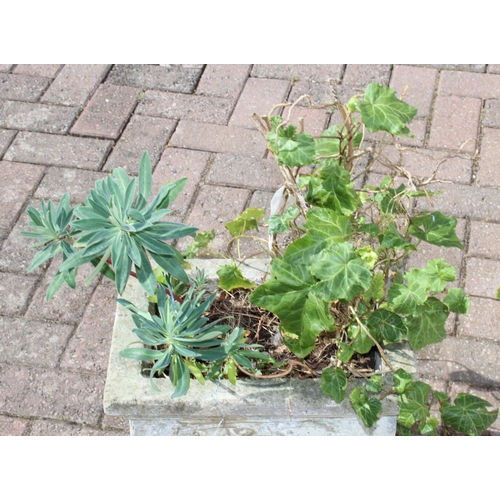 305 - A weathered garden planter with plants, the planter alone 37cm x 25cm x 30cm
