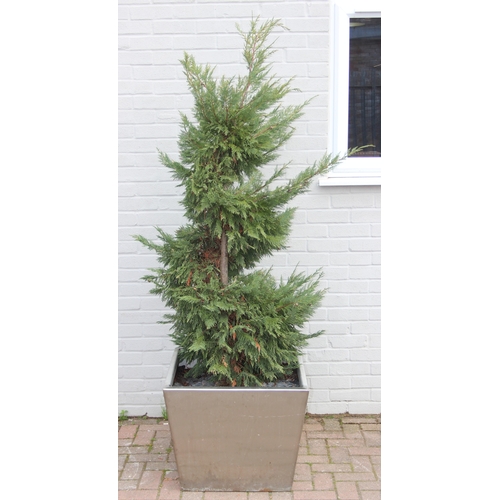 Lot 302       