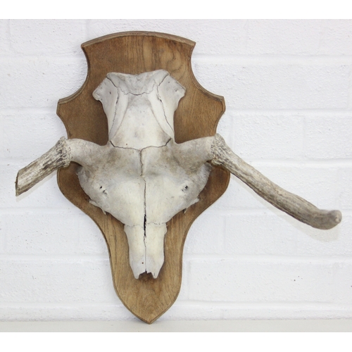 Lot 1590      