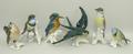 A group of Karl Ens porcelain birds including a kingfisher, swallow, blue tit and three song birds. ... 