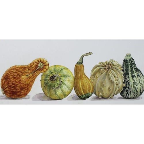 563 - Daphne Webb: a portfolio collection of twenty botanical studies, watercolours, including gourds, pel... 