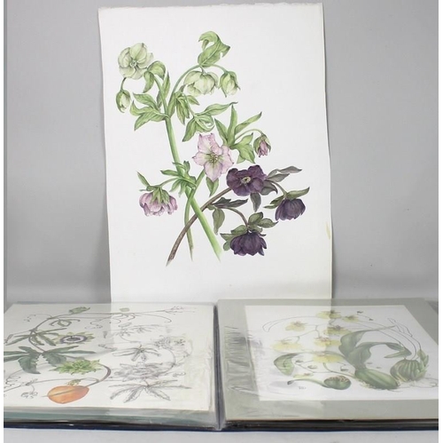 563 - Daphne Webb: a portfolio collection of twenty botanical studies, watercolours, including gourds, pel... 