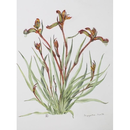 563 - Daphne Webb: a portfolio collection of twenty botanical studies, watercolours, including gourds, pel... 