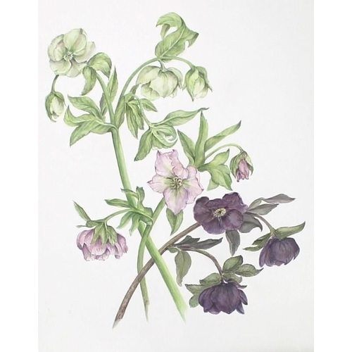 563 - Daphne Webb: a portfolio collection of twenty botanical studies, watercolours, including gourds, pel... 