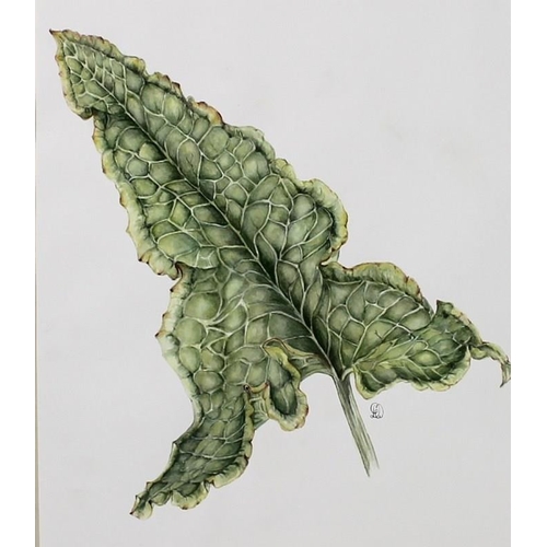 563 - Daphne Webb: a portfolio collection of twenty botanical studies, watercolours, including gourds, pel... 