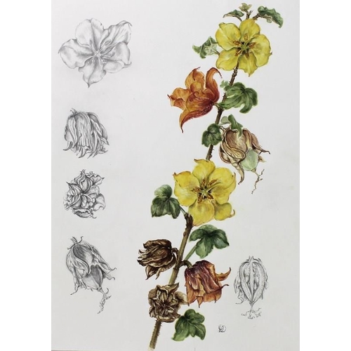 563 - Daphne Webb: a portfolio collection of twenty botanical studies, watercolours, including gourds, pel... 