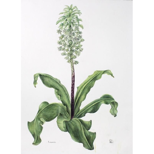 563 - Daphne Webb: a portfolio collection of twenty botanical studies, watercolours, including gourds, pel... 