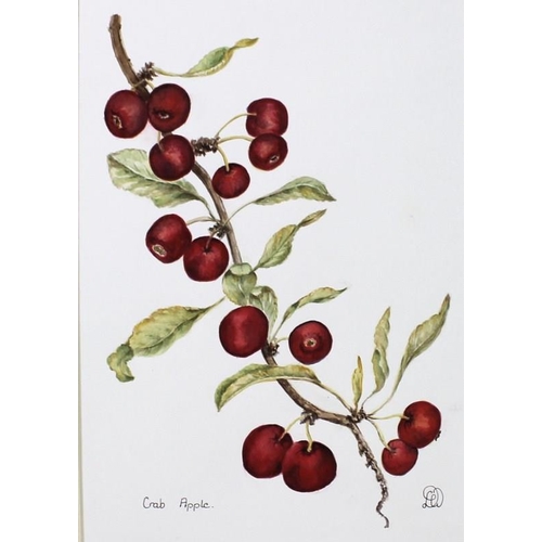 563 - Daphne Webb: a portfolio collection of twenty botanical studies, watercolours, including gourds, pel... 