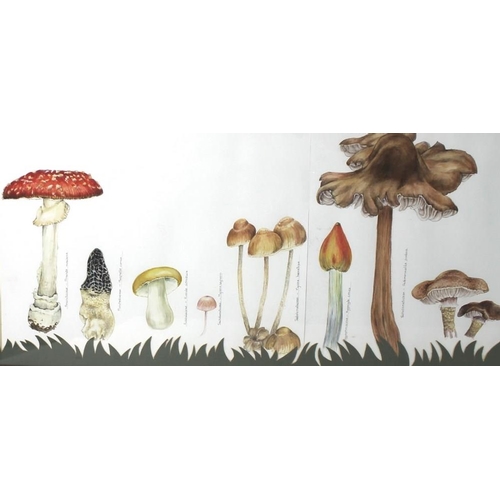 564 - Daphne Webb: three assorted watercolours comprising a study of mushrooms and assorted fungi, 30 by 1... 