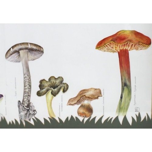 564 - Daphne Webb: three assorted watercolours comprising a study of mushrooms and assorted fungi, 30 by 1... 