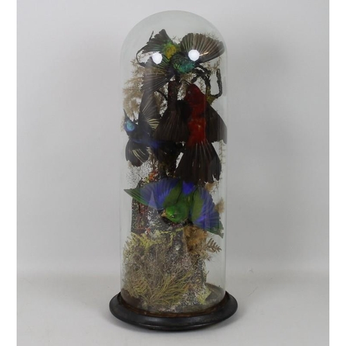 839 - A Victorian taxidermy group including humming birds and orioles under a glass dome with a circular e... 