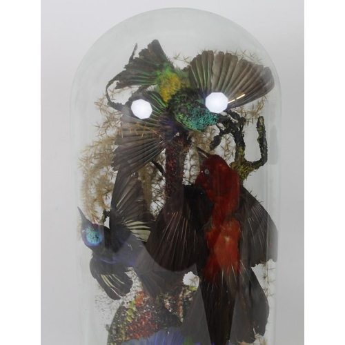 839 - A Victorian taxidermy group including humming birds and orioles under a glass dome with a circular e... 