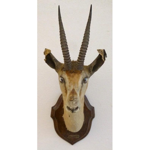 840 - Taxidermy: a Spekes Gazelle, with label 'Somaliland 1904, Leonard C Harwood, Naturalist, Hammersmith... 