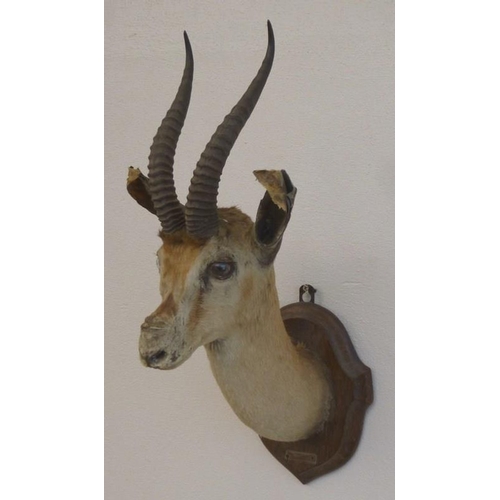 840 - Taxidermy: a Spekes Gazelle, with label 'Somaliland 1904, Leonard C Harwood, Naturalist, Hammersmith... 