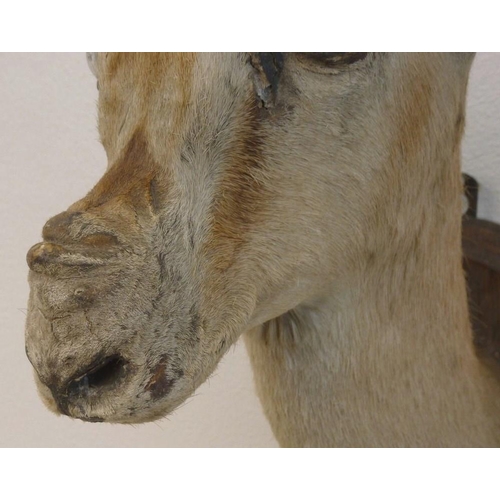 840 - Taxidermy: a Spekes Gazelle, with label 'Somaliland 1904, Leonard C Harwood, Naturalist, Hammersmith... 