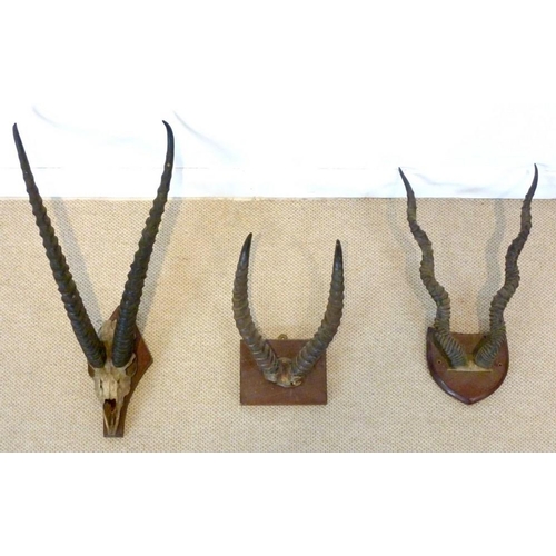 842 - A group of three pairs of African Ibex horns, each mounted on wooden bases, largest 15 by 42 by 71cm... 