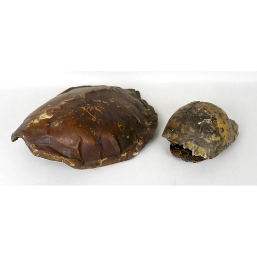 843A - A turtle shell carapace, 40 by 30cm, together with a tortoise shell, consisting of both parts, back ... 