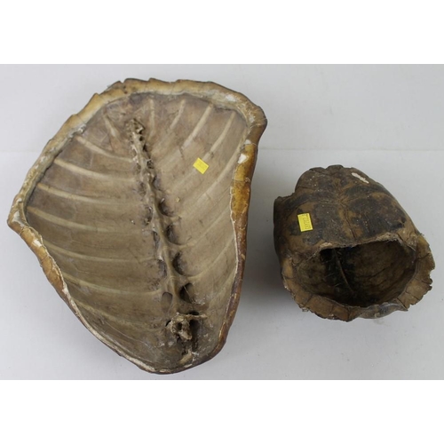 843A - A turtle shell carapace, 40 by 30cm, together with a tortoise shell, consisting of both parts, back ... 