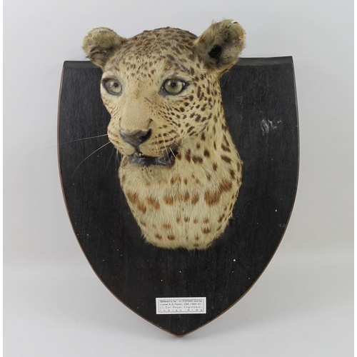 849A - A leopard's head, mounted on a mahogany shield, circa 1940, bearing label for Van Ingen & Van Ingen,... 