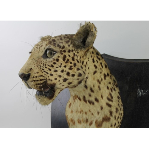 849A - A leopard's head, mounted on a mahogany shield, circa 1940, bearing label for Van Ingen & Van Ingen,... 