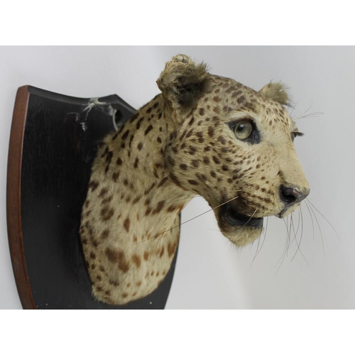 849A - A leopard's head, mounted on a mahogany shield, circa 1940, bearing label for Van Ingen & Van Ingen,... 