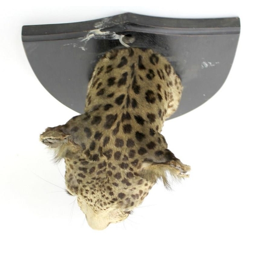 849A - A leopard's head, mounted on a mahogany shield, circa 1940, bearing label for Van Ingen & Van Ingen,... 