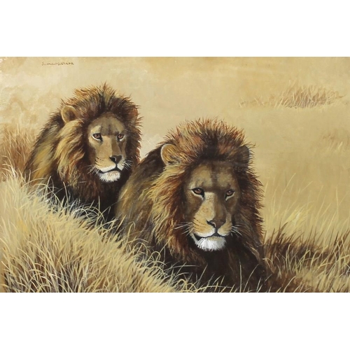 582 - Rama Samaraweera (Welsh, b. 1927): 'Lions', watercolour on board, signed top left, 30 by 48cm.