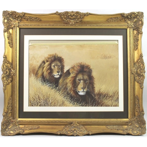 582 - Rama Samaraweera (Welsh, b. 1927): 'Lions', watercolour on board, signed top left, 30 by 48cm.