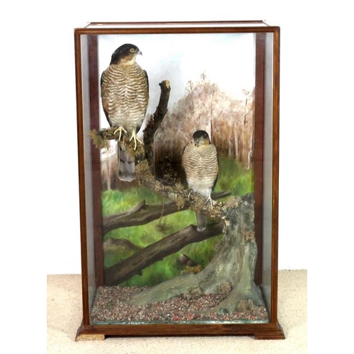 854A - Taxidermy: two stuffed and mounted sparrow hawks, perched on a branch, in a glazed case with hand pa... 